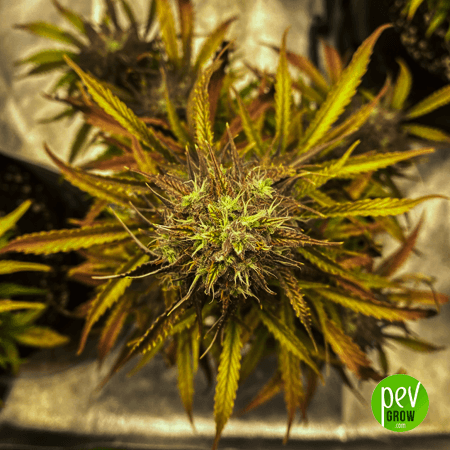 Graines Auto NL x Auto AK Spanish